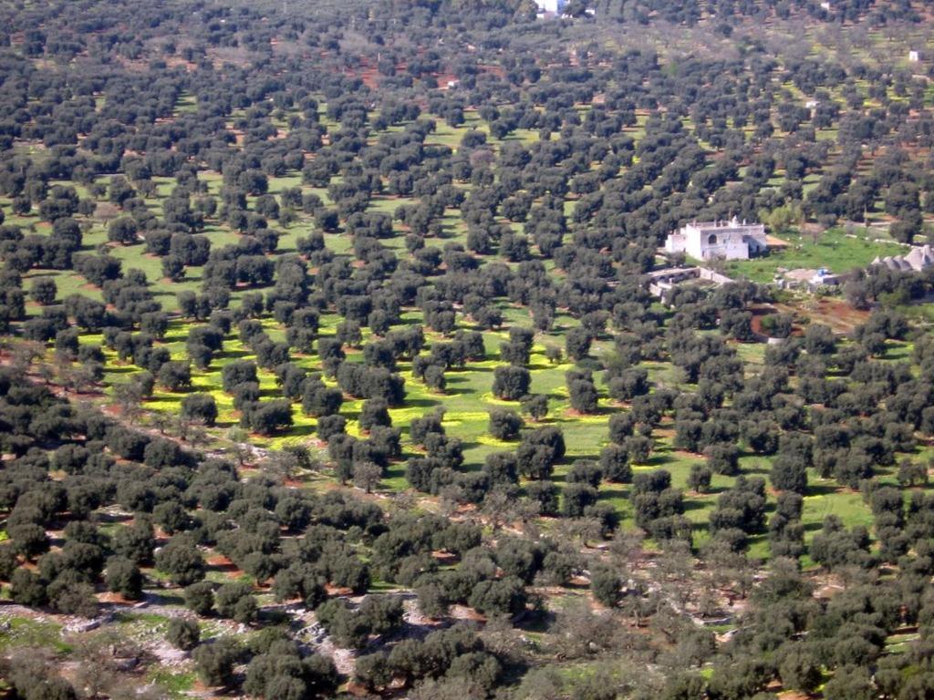 الشقق الفندقية تْشيستيرنِنوفي  I Trulli Di Acquarossa المظهر الخارجي الصورة